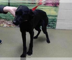 Mutt Dogs for adoption in Moreno Valley, CA, USA