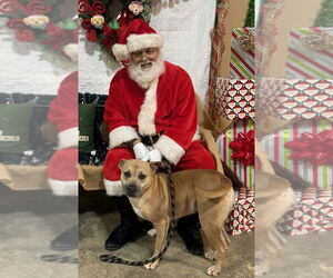 American Pit Bull Terrier-Unknown Mix Dogs for adoption in Monticello, MS, USA