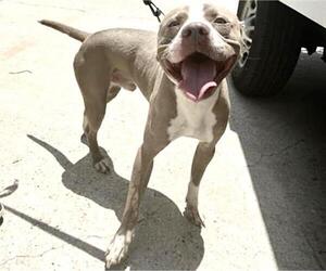 Mutt Dogs for adoption in Houston, TX, USA