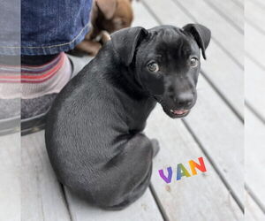 Dachshund-Labrador Retriever Mix Dogs for adoption in HOUSTON, TX, USA