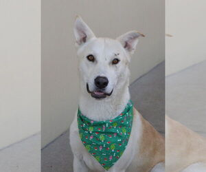 Siberian Husky-Unknown Mix Dogs for adoption in McKinney, TX, USA