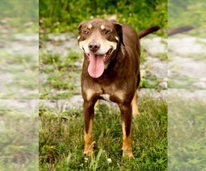 Labrador Retriever-Unknown Mix Dogs for adoption in Lee's Summit, MO, USA