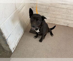 Shepradors Dogs for adoption in San Bernardino, CA, USA