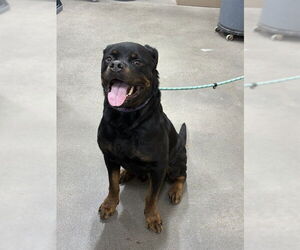 Rottweiler Dogs for adoption in Forestville, MD, USA