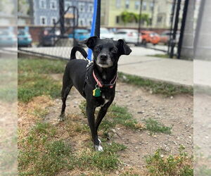 Chihuahua Dogs for adoption in Boston, MA, USA