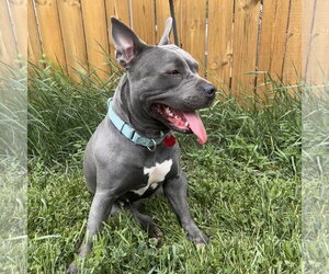 Mutt Dogs for adoption in Fargo, ND, USA