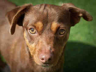 Miniature Pinscher Dogs for adoption in Ojai, CA, USA