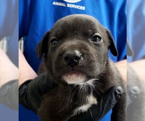 Dachshund-Unknown Mix Dogs for adoption in San Bernardino, CA, USA