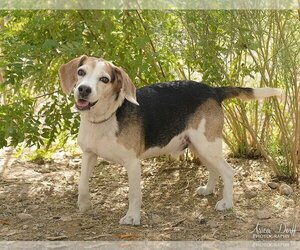 Beagle Dogs for adoption in Las Vegas, NV, USA