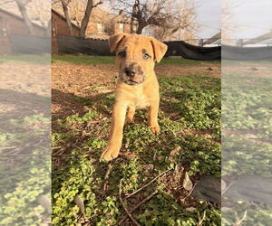 Catahoula Leopard Dog-Unknown Mix Dogs for adoption in OKLAHOMA CITY, OK, USA