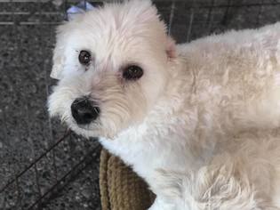 Maltese Dogs for adoption in Phoenix , AZ, USA