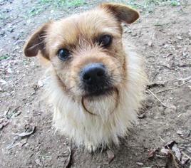 Border Terrier-Unknown Mix Dogs for adoption in Statesboro, GA, USA