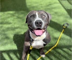 American Pit Bull Terrier-Unknown Mix Dogs for adoption in Las Vegas, NV, USA