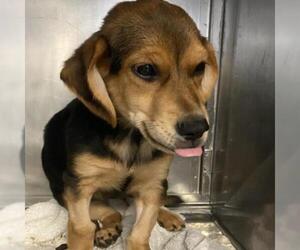 English Foxhound Dogs for adoption in Austin, TX, USA