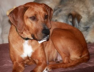Medium Photo #1 Redbone Coonhound Puppy For Sale in Ontario, , USA