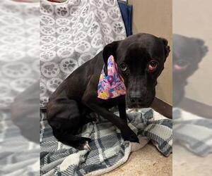 Boxer-Unknown Mix Dogs for adoption in Tulsa, OK, USA