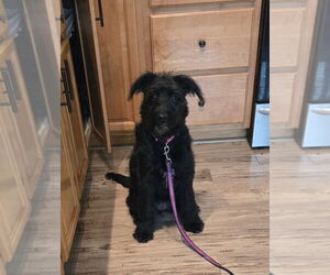 Labradoodle Dogs for adoption in Foristell, MO, USA