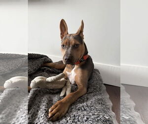 Medium Photo #8 Mutt Puppy For Sale in Woodbury, NY, USA