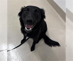 Border Collie Dogs for adoption in Baytown, TX, USA