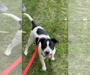 Border Collie-Unknown Mix Dogs for adoption in Colton, CA, USA
