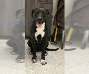 Boxador Dogs for adoption in Conroe, TX, USA