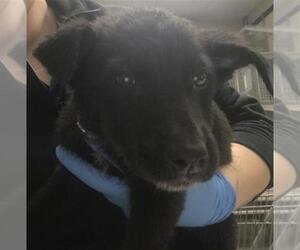 Labrador Retriever-Unknown Mix Dogs for adoption in Conroe, TX, USA