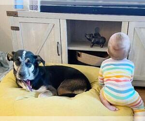 Basset Hound Dogs for adoption in Tehachapi, CA, USA