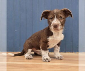 Mutt Dogs for adoption in Lakewood, CO, USA
