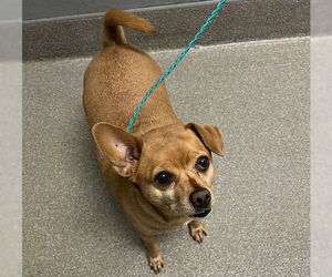 Chihuahua-Unknown Mix Dogs for adoption in Las Vegas, NV, USA