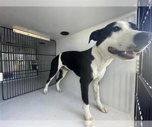 American Pit Bull Terrier-Unknown Mix Dogs for adoption in Houston, TX, USA