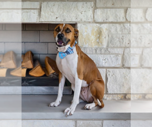 Boxer-Unknown Mix Dogs for adoption in McKinney, TX, USA