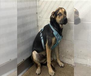 German Shepherd Dog-Unknown Mix Dogs for adoption in San Bernardino, CA, USA