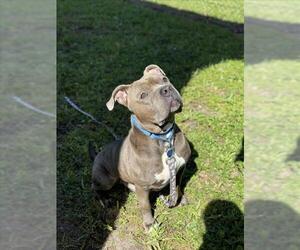 American Pit Bull Terrier Dogs for adoption in Vero Beach, FL, USA