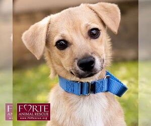 Chihuahua-Unknown Mix Dogs for adoption in Marina del Rey, CA, USA