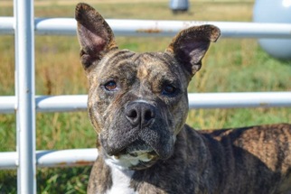 American Staffordshire Terrier Dogs for adoption in Littleton, CO, USA