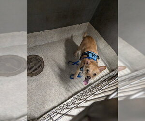 Border Terrier-Chihuahua Mix Dogs for adoption in Tallahassee, FL, USA