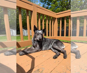 Mutt Dogs for adoption in Garden City, NY, USA
