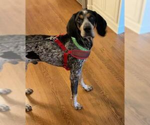 Bluetick Coonhound Dogs for adoption in Matthews, NC, USA