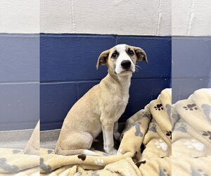 Labrador Retriever-Unknown Mix Dogs for adoption in Sterling, MA, USA