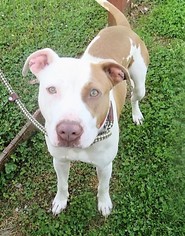 American Staffordshire Terrier Dogs for adoption in Franklin, TN, USA