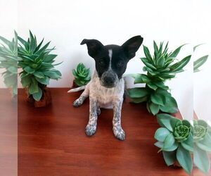 Mutt Dogs for adoption in Menifee, CA, USA