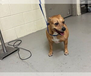 Mutt Dogs for adoption in Sanford, FL, USA