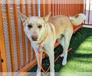 German Shepherd Dog-Siberian Husky Mix Dogs for adoption in Las Vegas, NV, USA