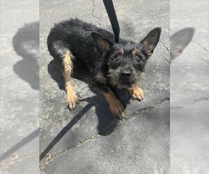 Toy Fox Terrier-Unknown Mix Dogs for adoption in San Bernardino, CA, USA