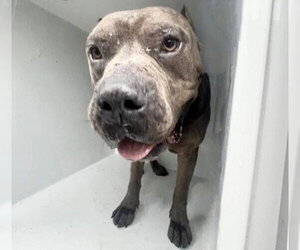 Mutt Dogs for adoption in Houston, TX, USA