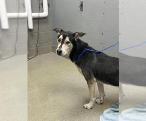 Siberian Husky-Unknown Mix Dogs for adoption in Las Vegas, NV, USA