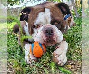 American Bulldog Dogs for adoption in Corning, CA, USA