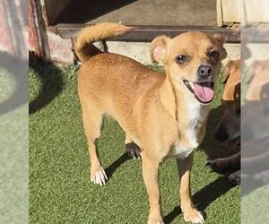 Chihuahua Dogs for adoption in Carrollton, TX, USA