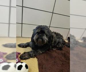Shih Apso Dogs for adoption in Fort Wayne, IN, USA