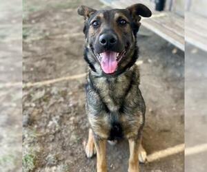 German Shepherd Dog Dogs for adoption in Riverside, CA, USA